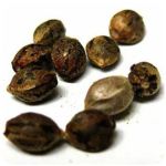 Семена марихуаны АК-47  (Seeds AK-47) в Лагани